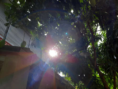 the morning sunlight shone through the leaves, shimmering beautifullyの写真素材
