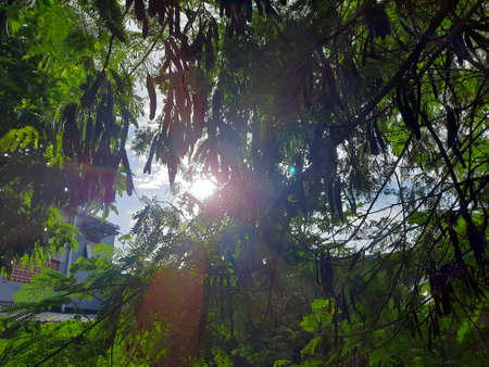 the morning sunlight shone through the leaves, shimmering beautifullyの写真素材