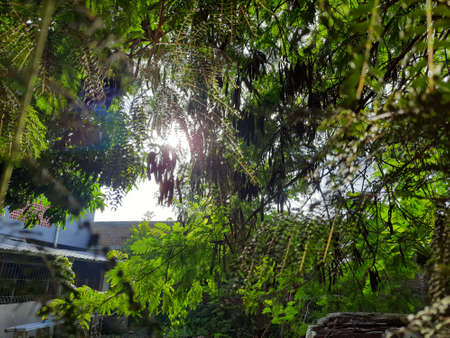 the morning sunlight shone through the leaves, shimmering beautifullyの写真素材