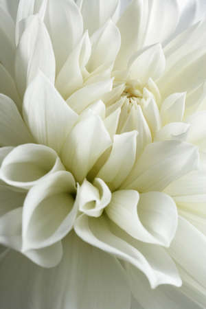 white dahlia and light.の写真素材