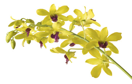 Yellow  Dendrobium Orchid on White Background. 
の写真素材