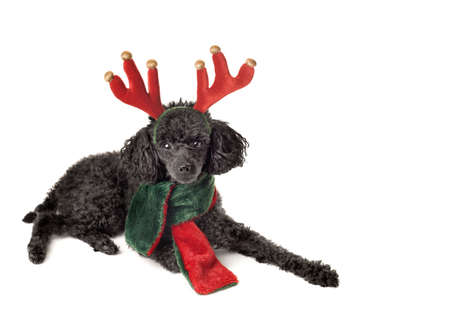 Ready to Pull the Sled!  Christmas Poodle on White. の写真素材