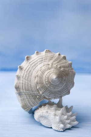 Sea Shell on Handpainted Blue Watercolor Background.  Professionally spotted and retouched.の写真素材