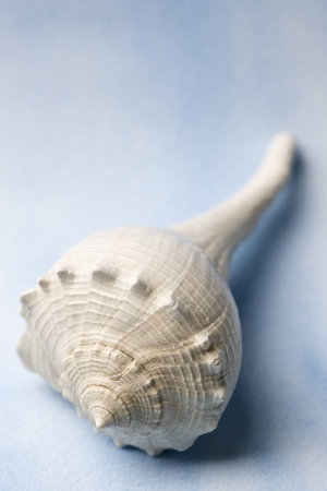 Sea Shells on Handpainted Blue Watercolor Background.  Professionally spotted and retouched.