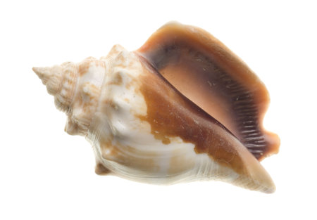 Seashell isolated on white background