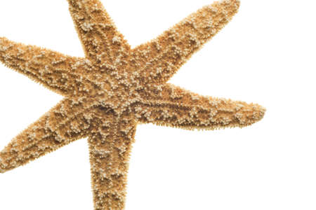 Starfish isolated on white backgroundの写真素材
