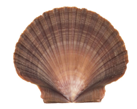 Seashell isolated on white background