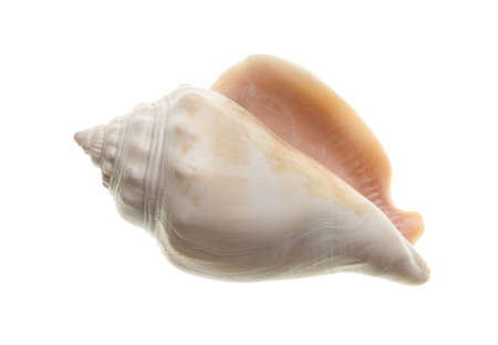 Seashell isolated on white backgroundの写真素材