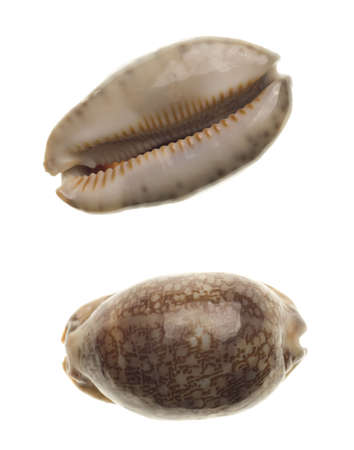 Seashells isolated on white backgroundの写真素材