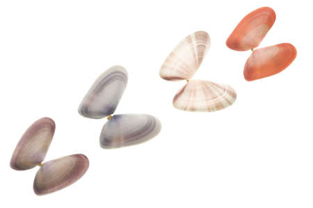 Seashells isolated on white backgroundの写真素材