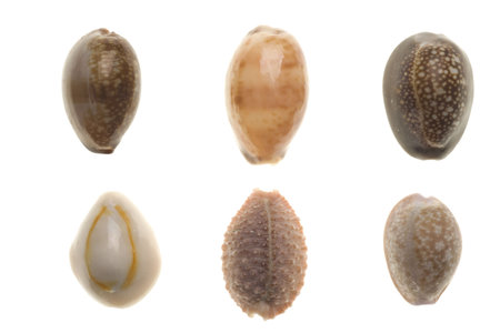 Seashells isolated on white backgroundの写真素材