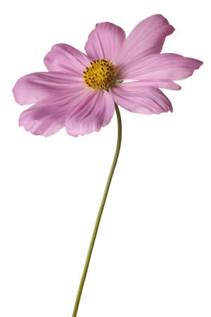 pink cosmos isolated on white background with stemの写真素材