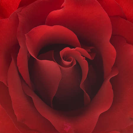 red rose closeup background with twirling petalsの写真素材