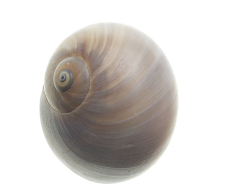 Seashell isolated on white background