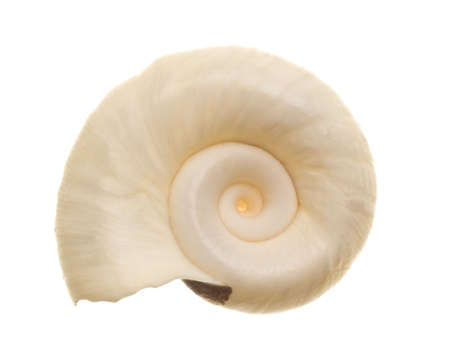 Seashell isolated on white backgroundの写真素材
