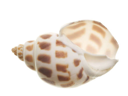 Seashell isolated on white backgroundの写真素材