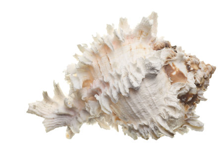 Seashell isolated on white backgroundの写真素材