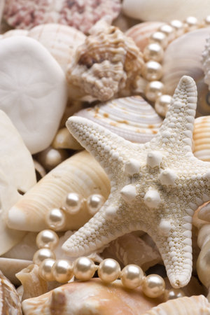 seashell background with pearls