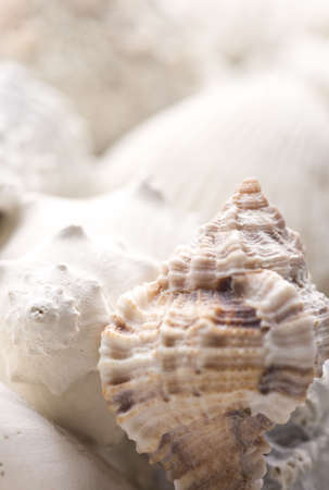 seashell background with selective focusの写真素材