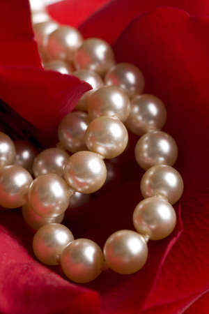 red rose closeup background with pearlsの写真素材