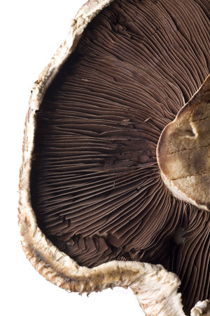 shitake mushroom close up macro studio imageの写真素材