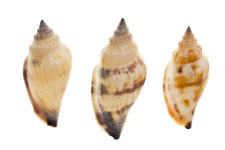 Seashells isolated on white backgroundの写真素材