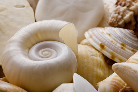 seashell background with various kinds of shells
