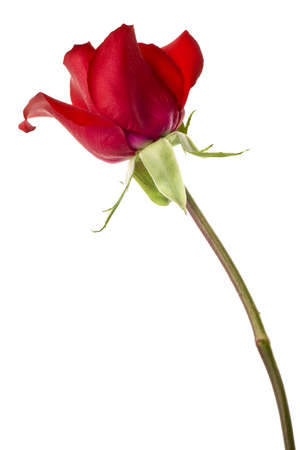 red rose closeup isolated on white backgroundの写真素材