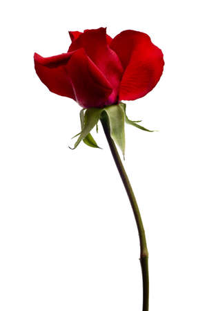 red rose closeup isolated on white backgroundの写真素材