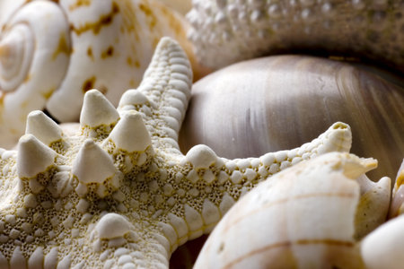 seashell background with various kinds of shells