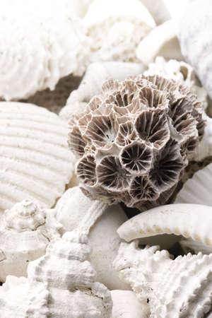 fossilized seashell background with various kinds of shellsの写真素材