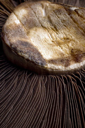 shitake mushroom close up macro studio imageの写真素材