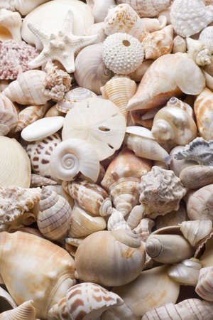 seashell background with various kinds of shellsの写真素材