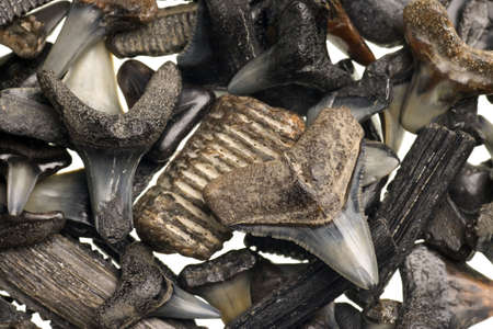 fossilized shark teeth isolated on a pure white backgroundの写真素材