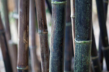 large bamboo stalks with natural sun lightingの写真素材