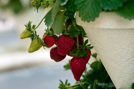 ripe strawberries on a plant ready for pickingの写真素材
