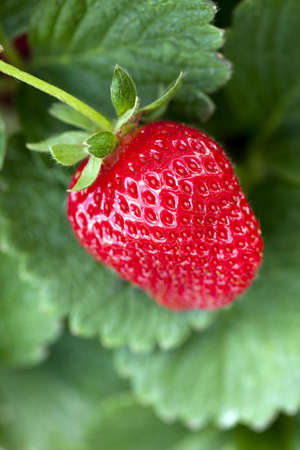 ripe strawberry on a plant ready to harvestの写真素材
