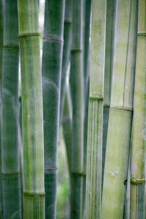 large bamboo stalks with natural sun lightingの写真素材