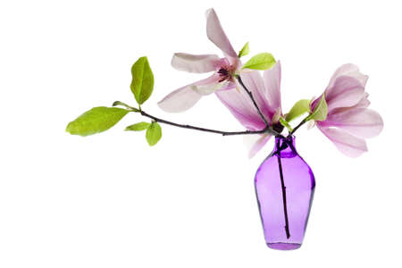 Magnolia Jane Blossoms in a purple vase with pink and white flowersの写真素材