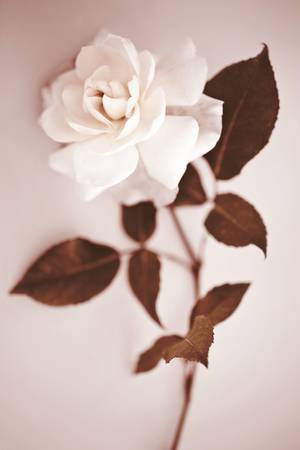 Garden rose in old fashioned sepia tonesの写真素材