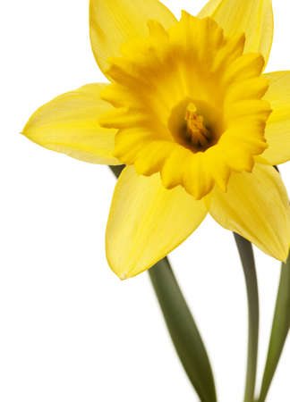 yellow daffodil isolated on a white backgroundの写真素材