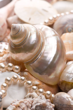 seashell background with various kinds of shellsの写真素材