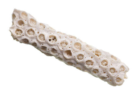 fossilized seashell isolated on white backgroundの写真素材