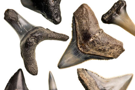 fossilized shark teeth isolated on a pure white backgroundの写真素材