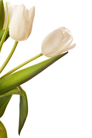spring tulips flower isolated on white backgroundの写真素材