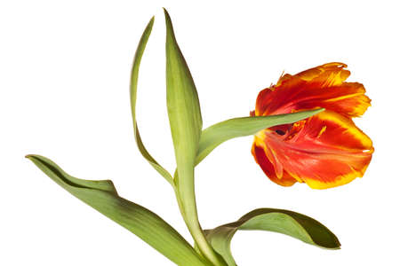 spring tulips flower isolated on white backgroundの写真素材