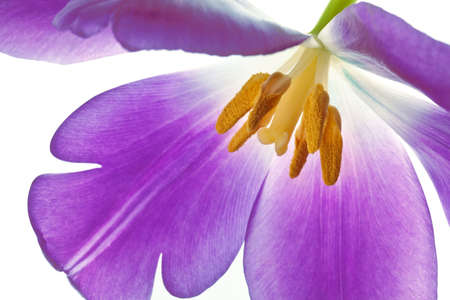purple tulip isolated on white backgroundの写真素材