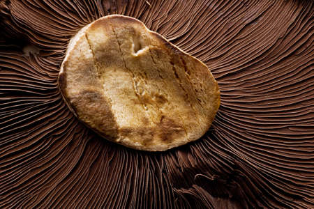 shitake mushroom close up macro studio imageの写真素材