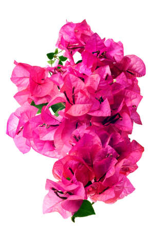 Bougainvillea with pink blossoms isolated on white backgroundの写真素材