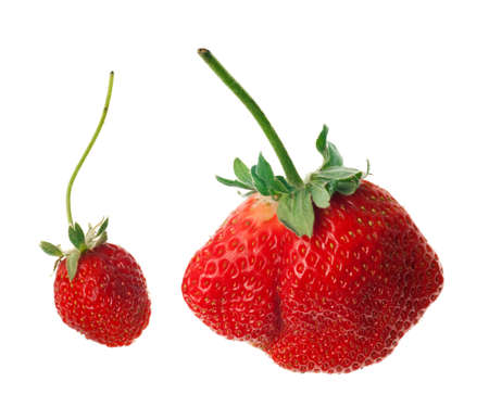ripe red strawberries with stems and leaves isolated on white backgroundの写真素材